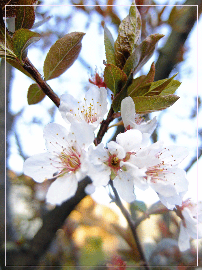 26年3月29日　桜.gif